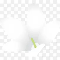 茉莉花 植物 计算机
