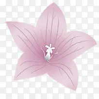 气球花 花 花瓣