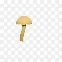 蘑菇