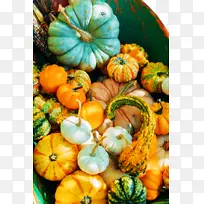 南瓜 葫芦 冬瓜