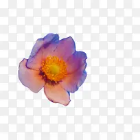 花 海葵 花瓣