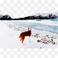 狗 冰川地貌 雪