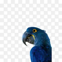 金刚鹦鹉羽毛钴蓝喙钴生物科学鸟类