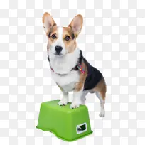 彭布罗克威尔士柯基犬 开衫威尔士柯基犬 伴侣犬