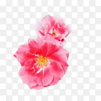 卷心菜玫瑰 切花 花园玫瑰