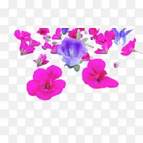采购产品花 飞蛾兰花 花瓣