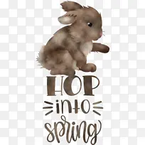 复活节快乐 复活节 兔子