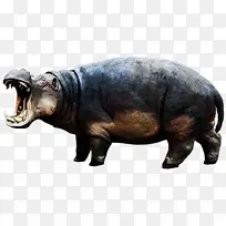 犀牛 博客 鼻子
