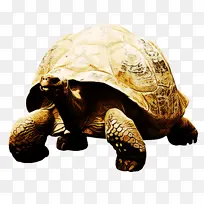 乌龟 箱龟 海龟