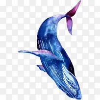 白鳍豚 短喙普通海豚 粗齿海豚