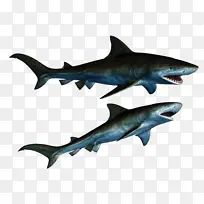 虎鲨 鳞状鲨 大白鲨