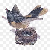 鸟类 鹪鹩 鸟巢