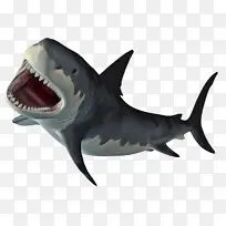 虎鲨 鲭鱼鲨 大白鲨