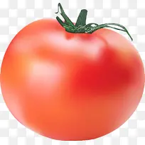 灌木番茄 天然食品 植物
