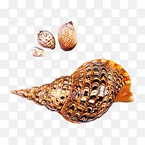 海螺 贝壳 海蜗牛
