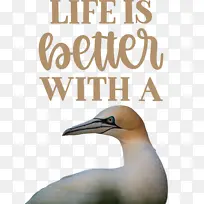 生活 更好 塘鹅