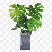 北欧风绿色植物龟背叶