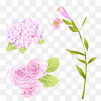 粉色花卉 叶子