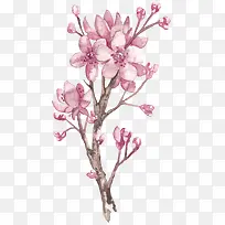 粉色花朵植物元素