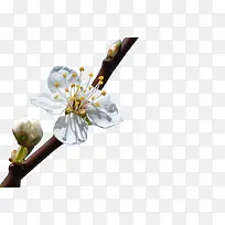白色花卉花枝