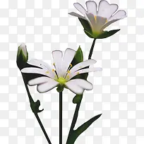 两朵白色的小花朵