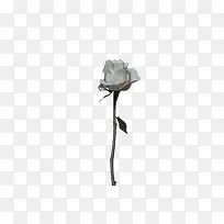 春天绿色一枝花玫瑰花白玫瑰