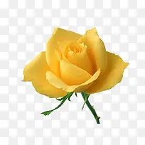 漂亮黄色玫瑰花
