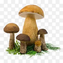 透明蘑菇图片