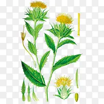 红蓝花本草纲目里面的植物