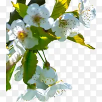 春天里白色的小花