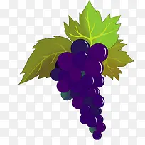 手绘矢量紫色葡萄