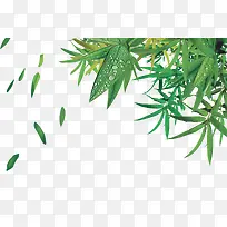 露珠绿叶竹子竹叶漂浮小清新端午节