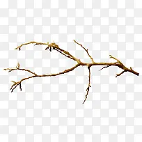 棕色树枝