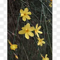 春天花迎春花风景