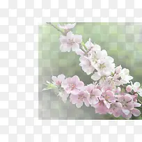 春天 草地 桃花 梨花 渐变透明元素11