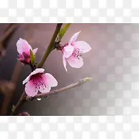 春天 草地 桃花 梨花 渐变透明 元素8