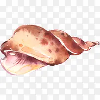 手绘水彩棕色海螺