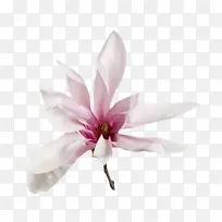白色带香味紫色褶皱的玉兰花瓣实