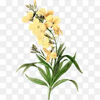 黄色花朵手绘植物