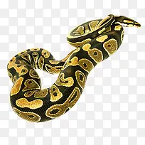 彩色质感装饰毒蛇设计图