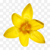 实物黄色迎春花朵
