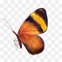 黑纹橙色蝴蝶