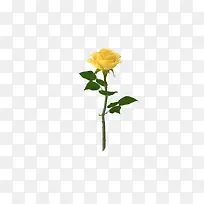 黄色花朵盛开单支玫瑰
