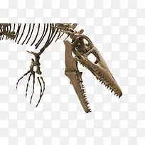 恐龙骨骼头的特写镜头