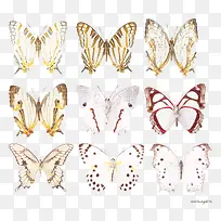 多种漂亮蝴蝶png免扣高清大图素材