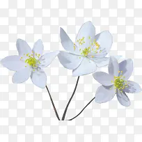 三朵白色的小花