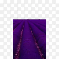 梦幻紫色熏衣草