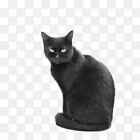 黑色波斯猫