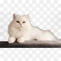白色波斯猫