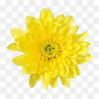 黄色植物盛开的一朵大花实物